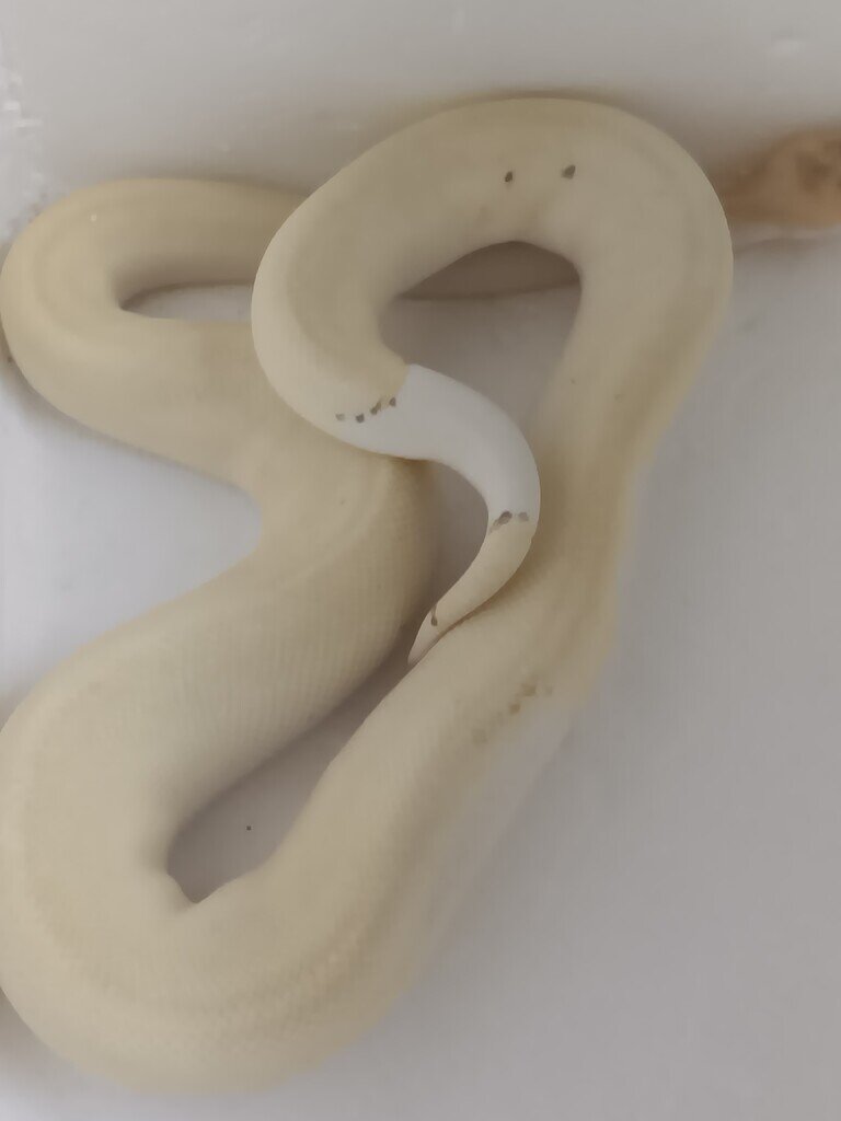 In your honest opinion what does it male ll look like visually - Ball ...