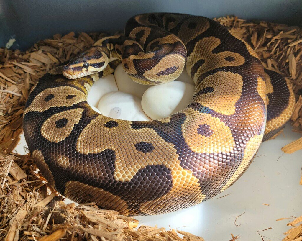 Our first Eggs! How do they look? - Ball Pythons - MorphMarket Reptile ...