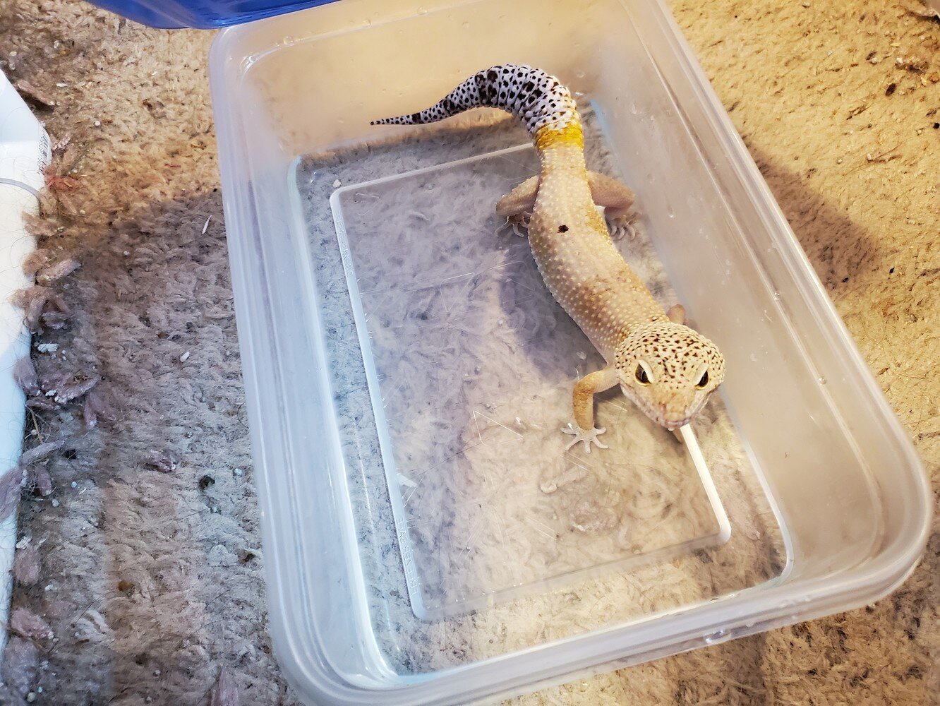 The bath of shame - Leopard Geckos - MorphMarket Reptile Community