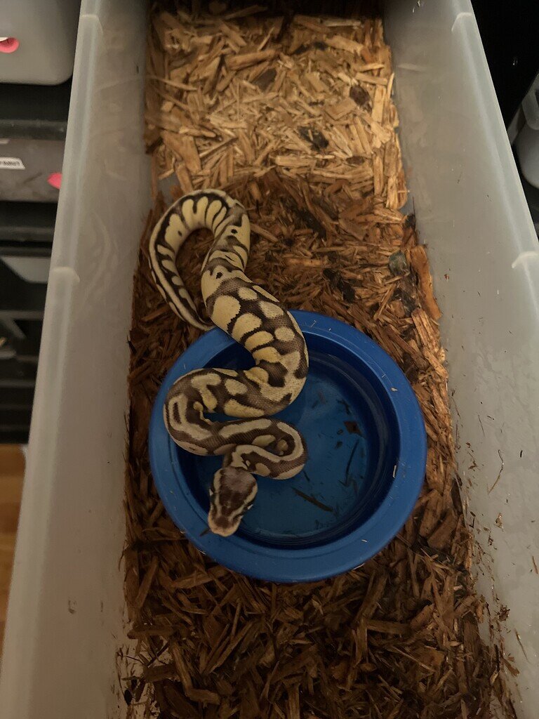 Identifying weird subadult - Ball Pythons - MorphMarket Reptile Community