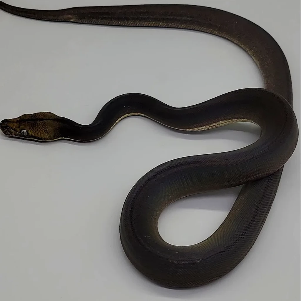 Tips For A New Retic Owner? - Reticulated Pythons - MorphMarket Reptile ...