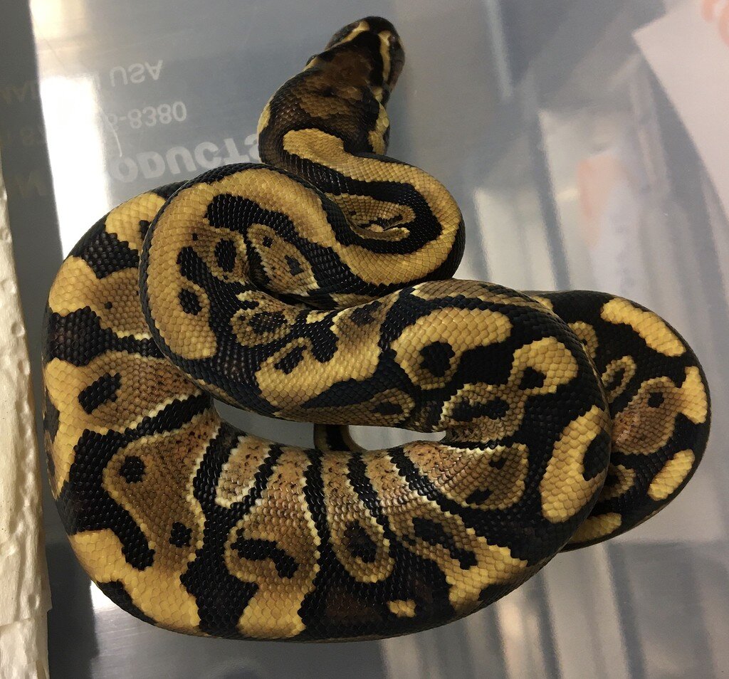 First clutch of the of the year + guess the genes of the babies - Ball ...
