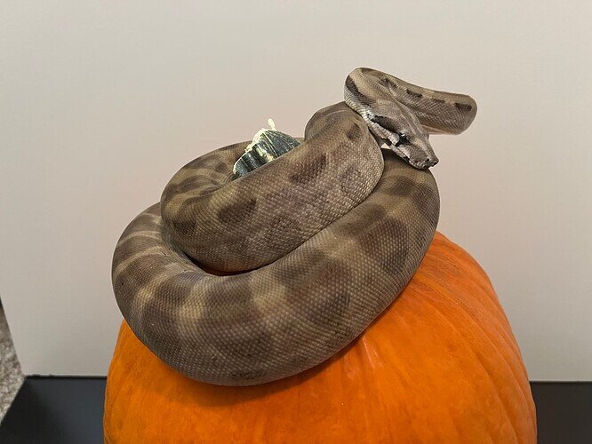 Clarence on Pumpkin 2