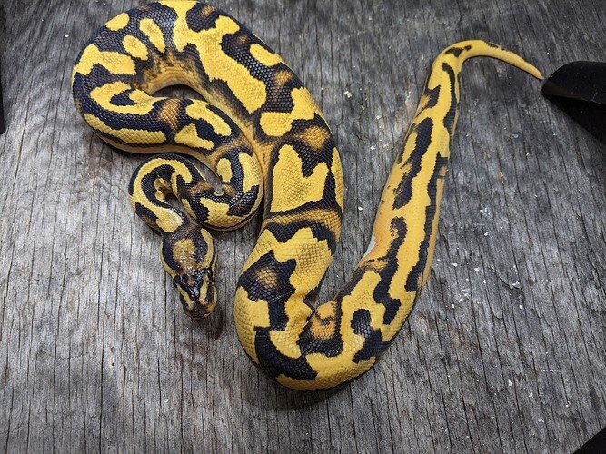 fire yb od dh ghost pied female