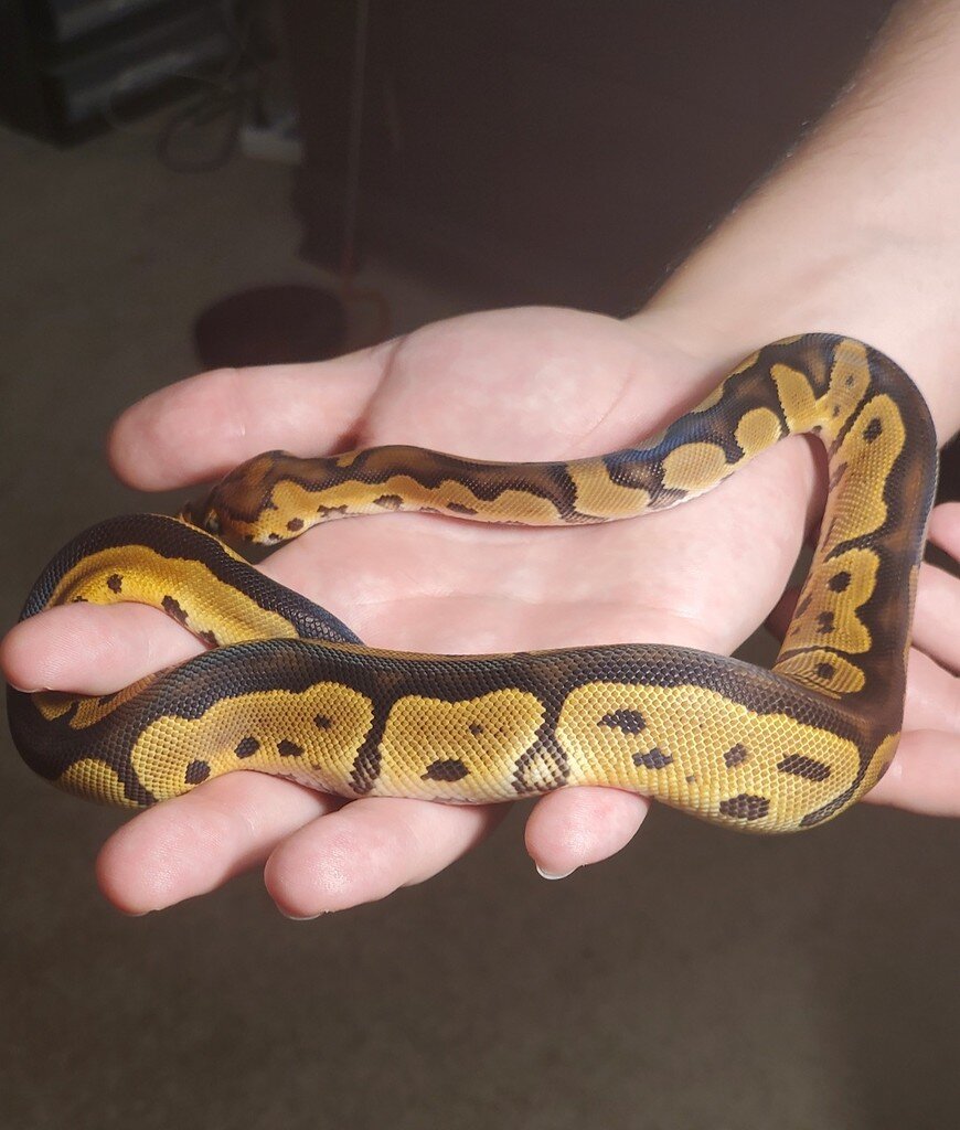 3b1a9663a0573886594ffa15f9d3e1