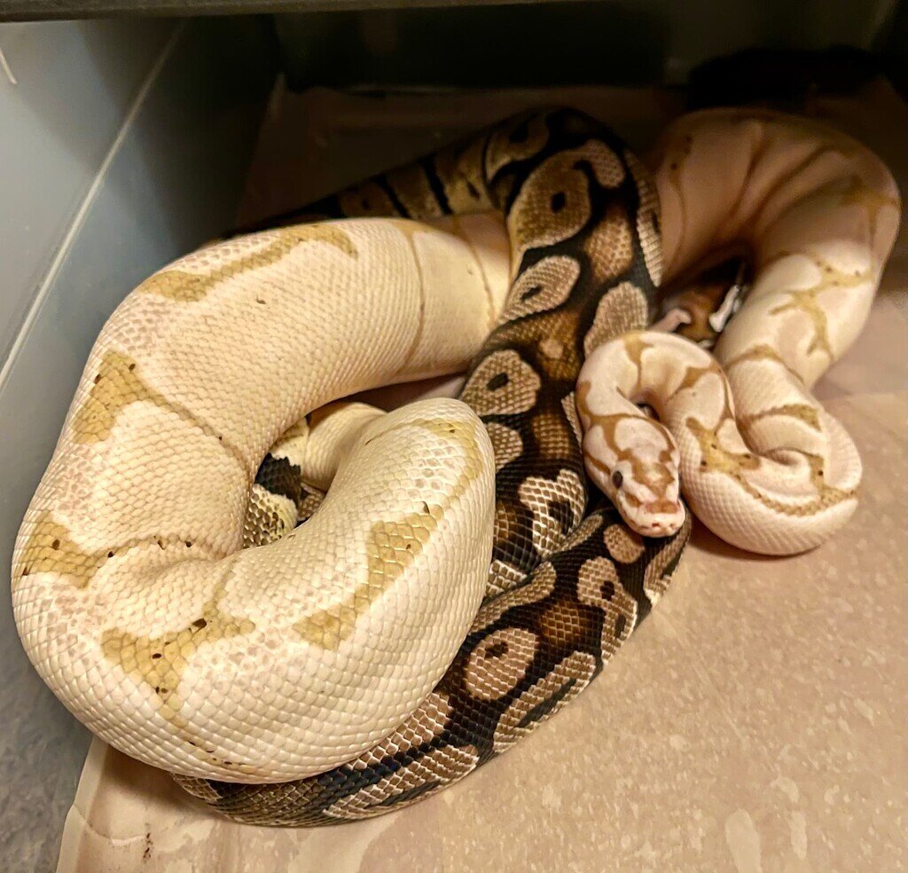 First pairing, first lock - Ball Pythons - MorphMarket Reptile Community