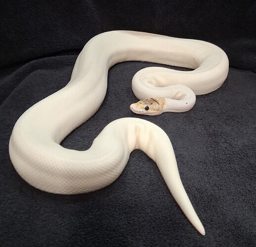 3954