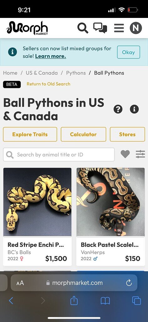 Same snake showing up first in new layout - Bug Reports - MorphMarket ...