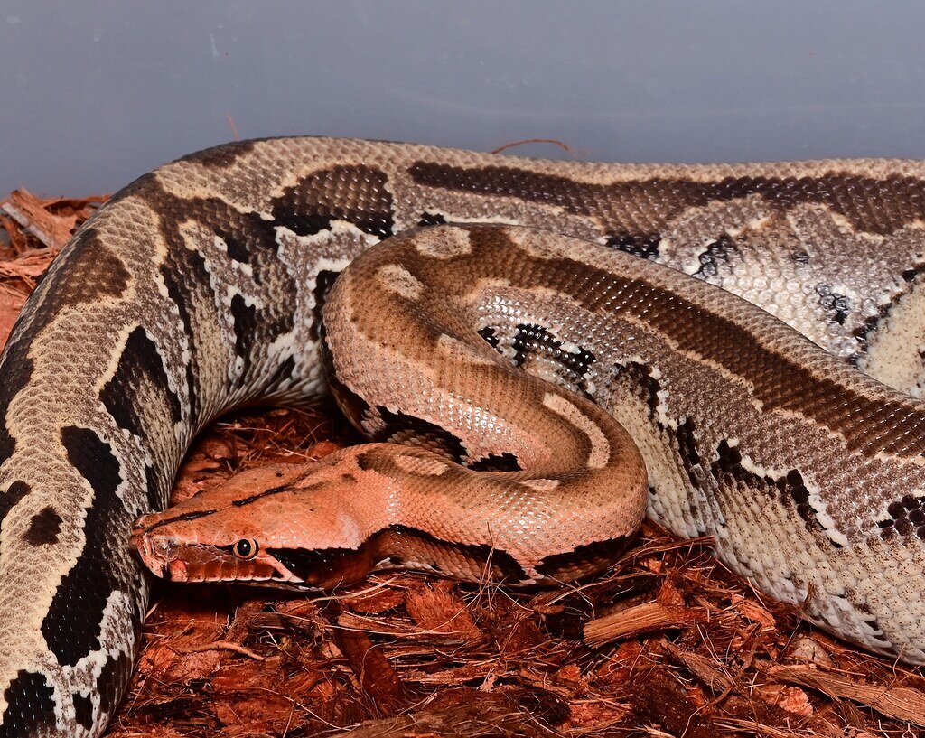 Redhead breitensteini - Short-Tailed Pythons - MorphMarket Reptile ...