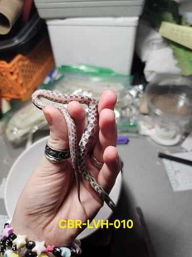 20260708_181102