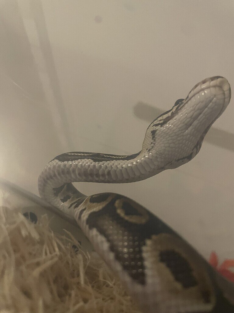 Is this scale rot or just his markings? - Ball Pythons - MorphMarket ...