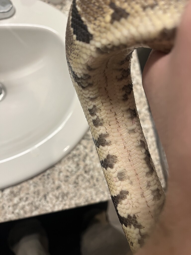 Does my ball python have scale rot or is it shedding - Ball Pythons ...