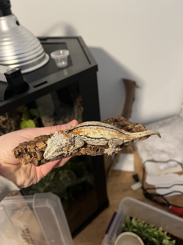 What’s your favorite. Fired up or down? Gargoyle Geckos MorphMarket