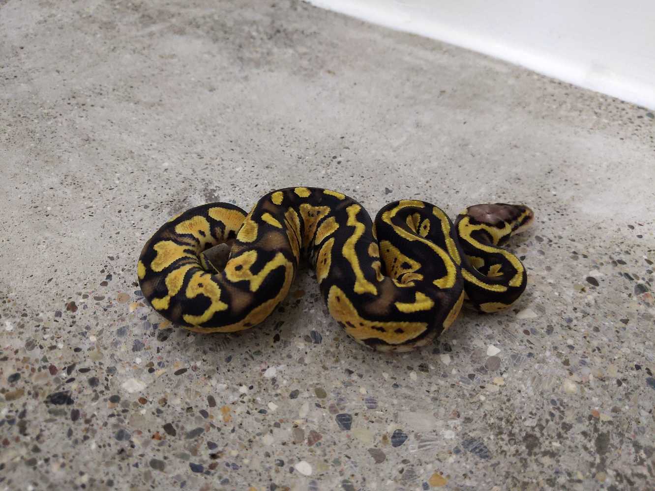 Visual het clown? - Ball Pythons - MorphMarket Reptile Community
