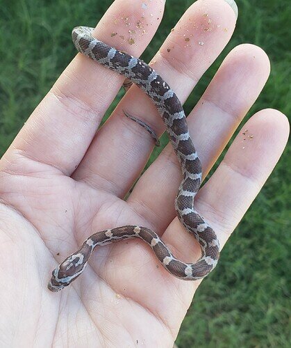 brown baby corn snake on hand