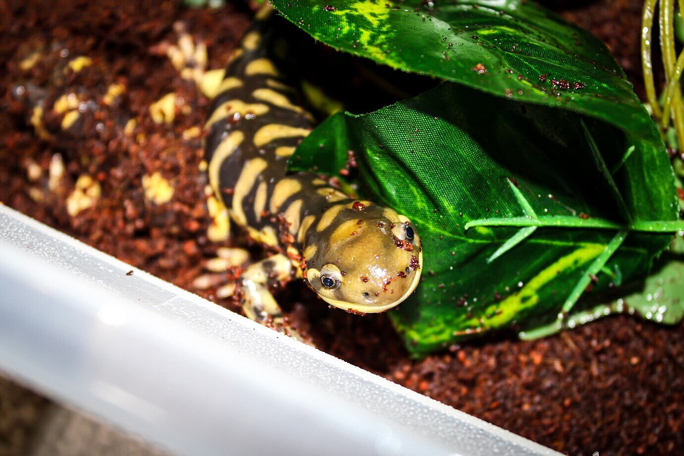 Tiger Salamander breeder here 😊 Amphibians MorphMarket Reptile