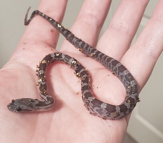 gray baby corn snake with a few gold flecks of vermiculite stuck to it