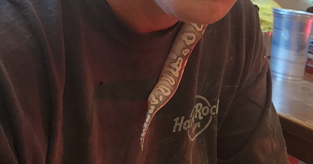 Sick snake help please - Ball Pythons - MorphMarket Reptile Community