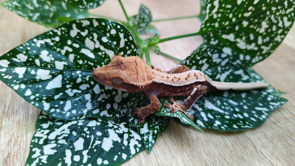 Crested Gecko Morph / Trait Guide - Crested Geckos - MorphMarket ...