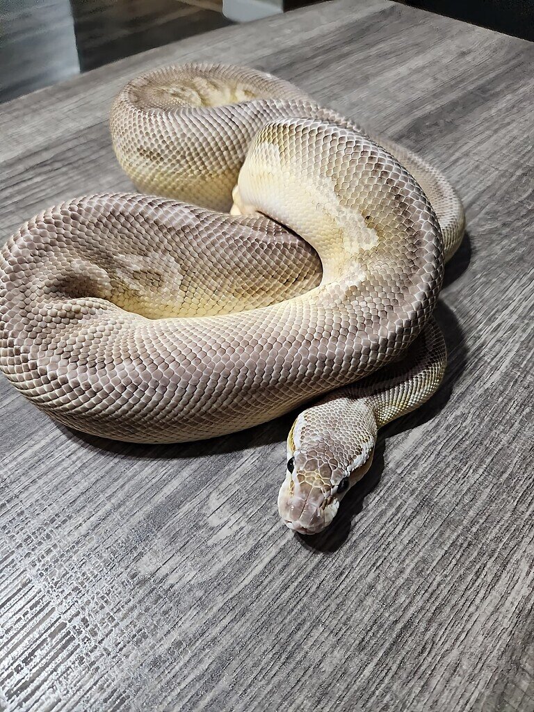 Breeder collection Identification - Ball Pythons - MorphMarket Reptile ...