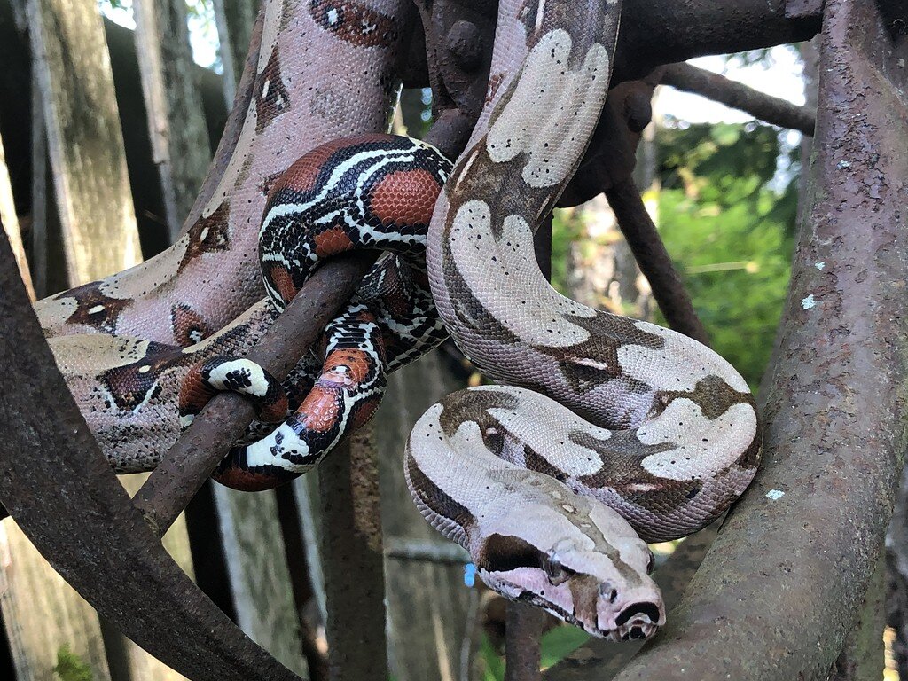 My high color Tarahumara Dwarf Boa - Boa Constrictors - MorphMarket ...