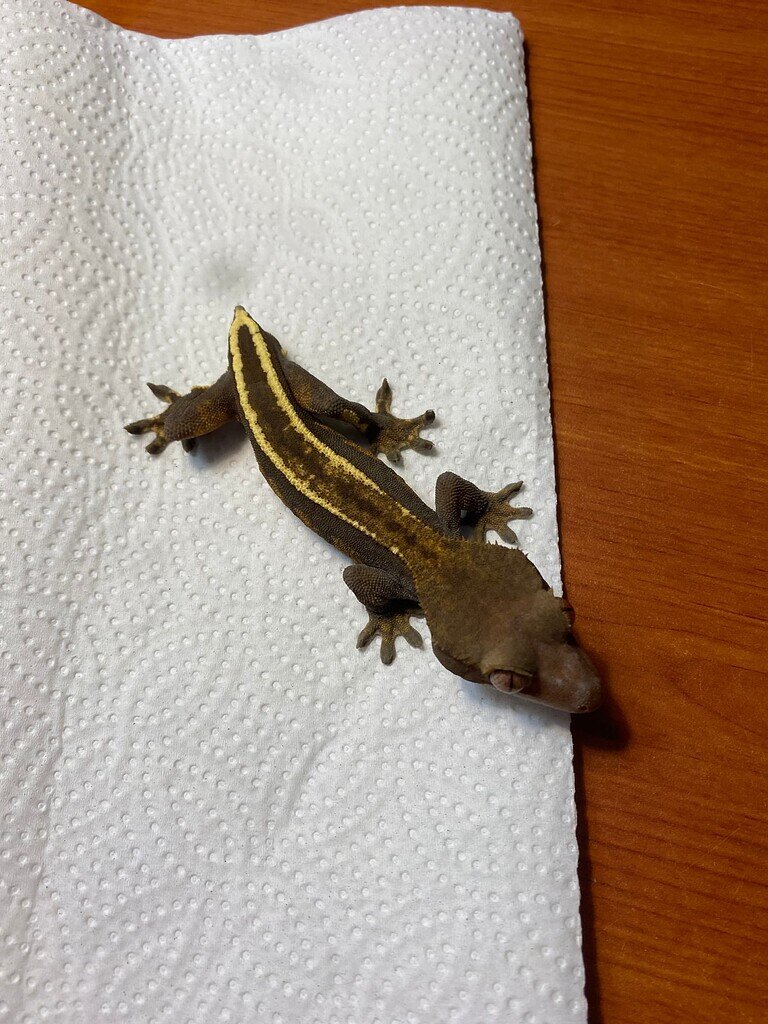 What Morph Is My Crested Gecko Crested Geckos Morphmarket Reptile