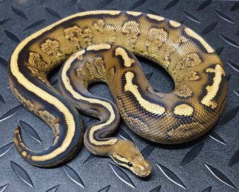 Black Pastel Striker Yellow Belly