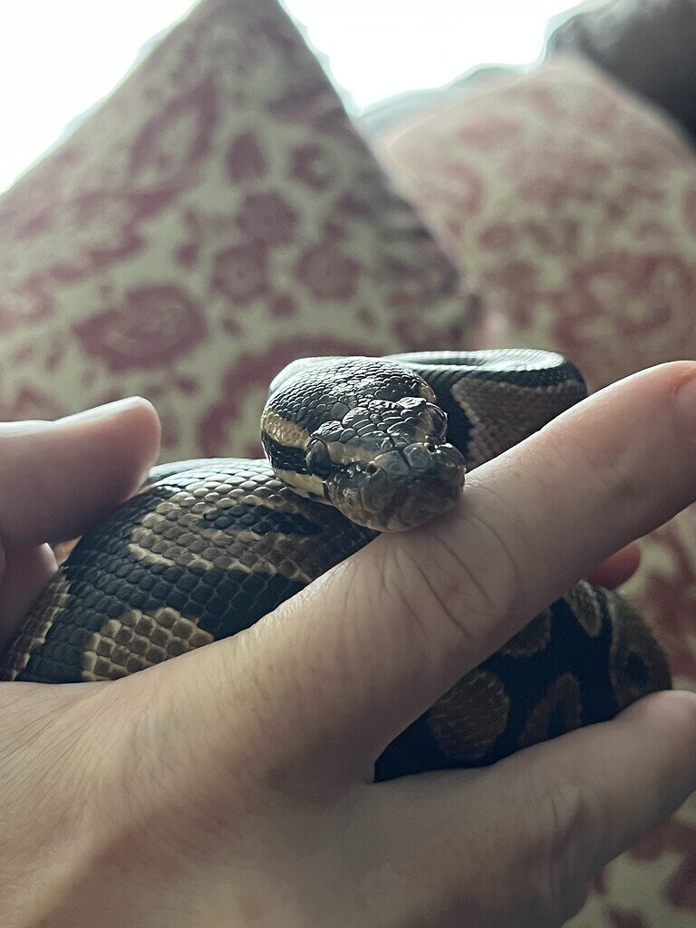 Weird white spot on ball pythons eye - Ball Pythons - MorphMarket ...