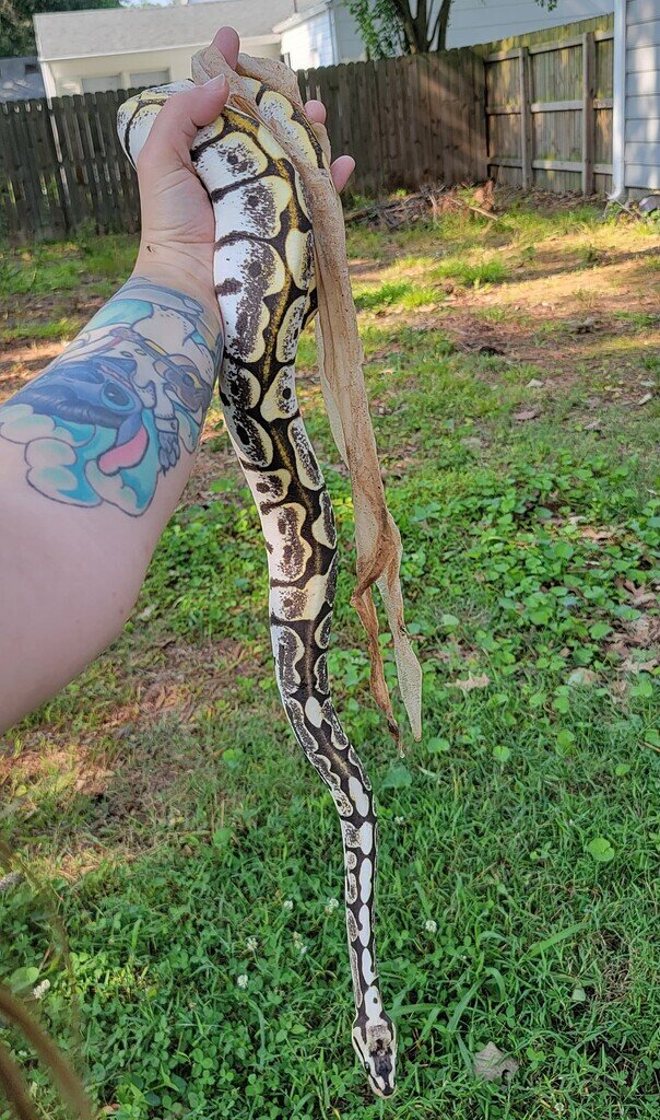 Perfect Scaleless Shed Ball Pythons Morphmarket Reptile Community