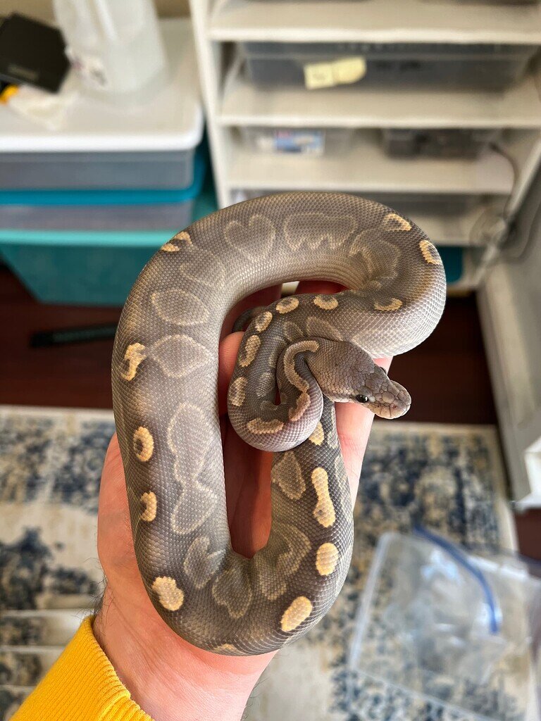 2021 pairing holdbacks updates! - Ball Pythons - MorphMarket Reptile ...