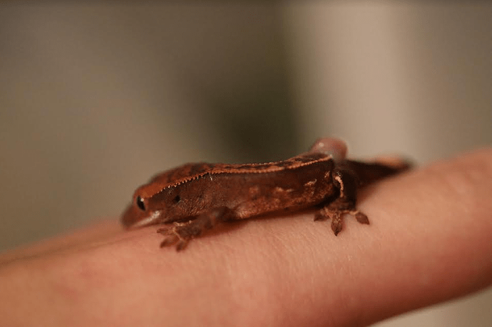 Screenshot 2022-08-02 12.49.50 PM