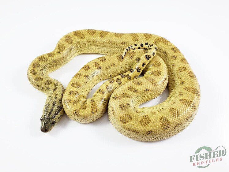 Patternless Yellow Anaconda Gene - Genetics & Species - MorphMarket ...