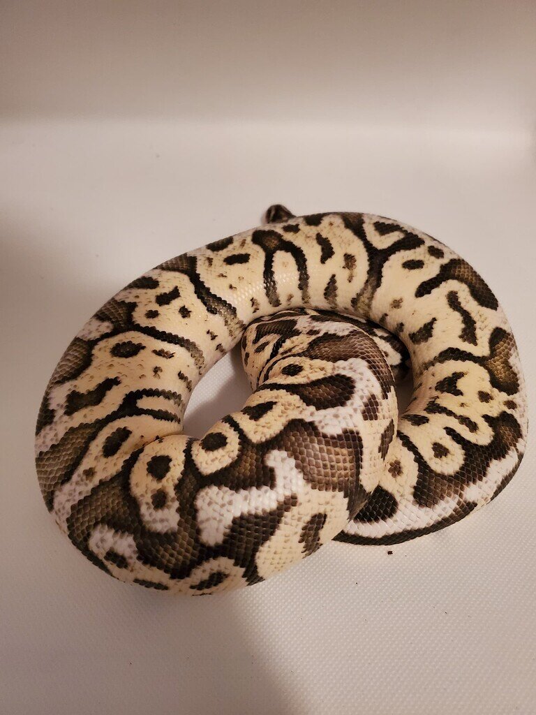Should be ready next season Ball Pythons MorphMarket Reptile Community