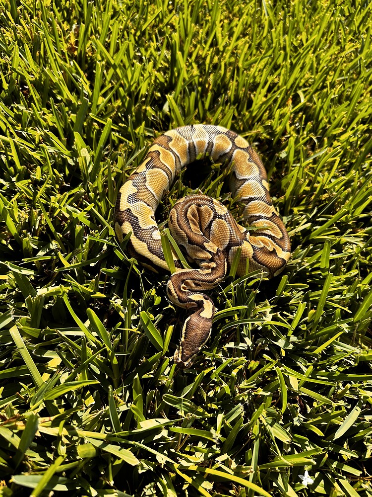 Ball python identification! - Ball Pythons - MorphMarket Reptile Community