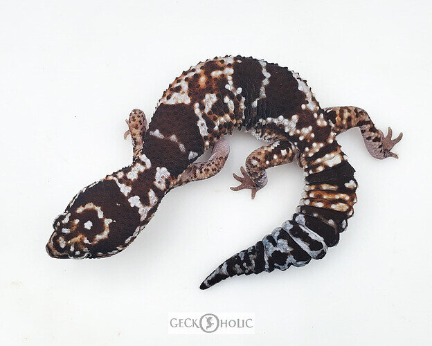 Geckohlic tangerine male aft