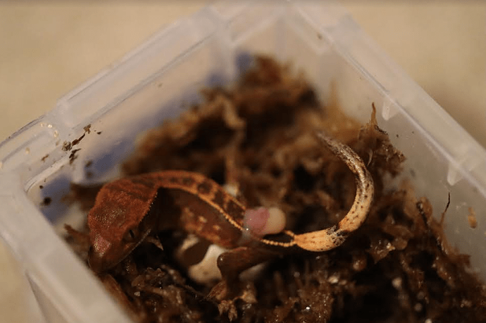 Screenshot 2022-08-02 12.50.20 PM