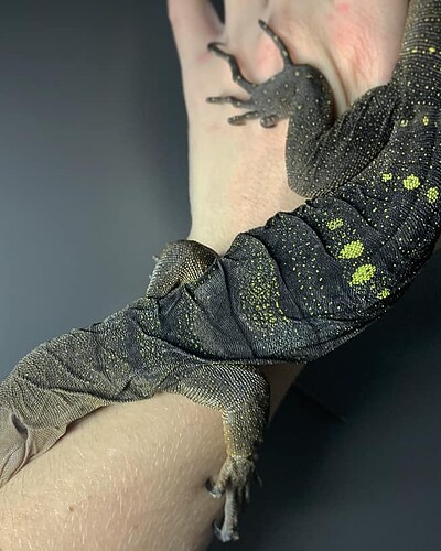 varanus spinulosus body 1