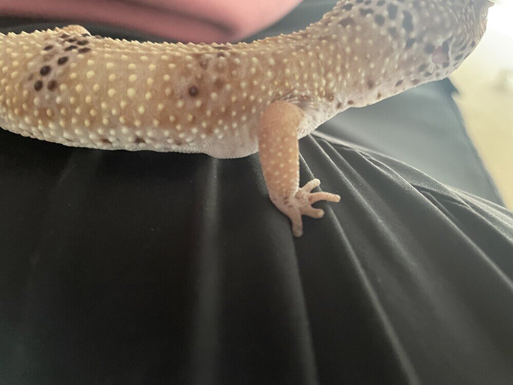 Leopard gecko big arm pit bubbles? Leopard Geckos MorphMarket Reptile Community