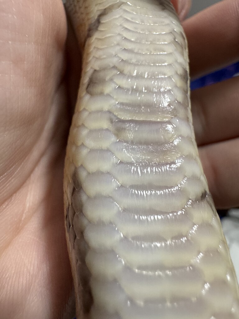 Does it look like scale rot or burn? Or what it could be? - Ball ...