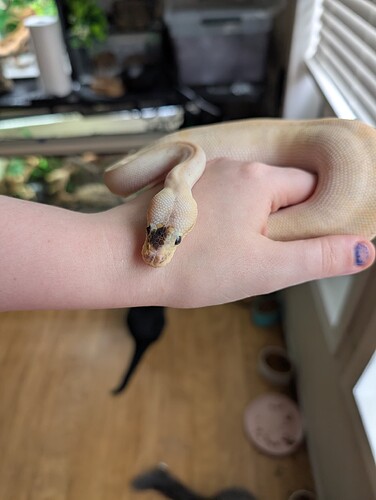 PXL_20250724_222304582.MP