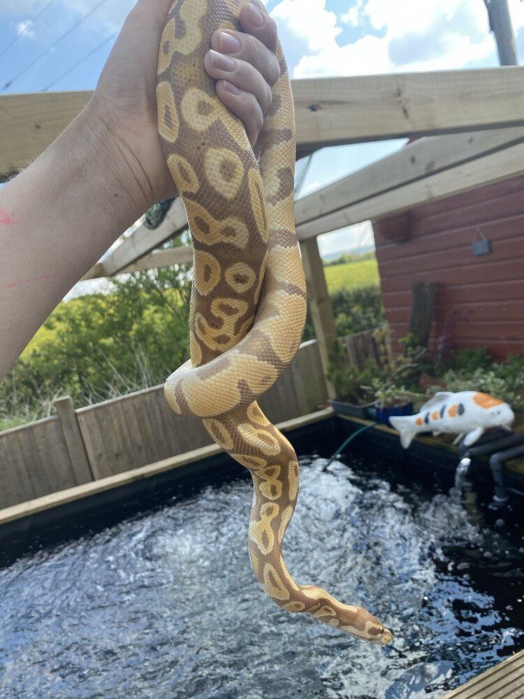 Show me your Alien heads - Ball Pythons - MorphMarket Reptile Community