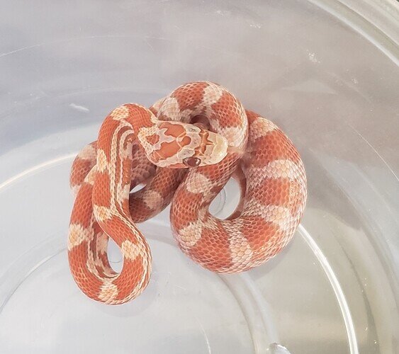 orange baby corn snake with lump in belly