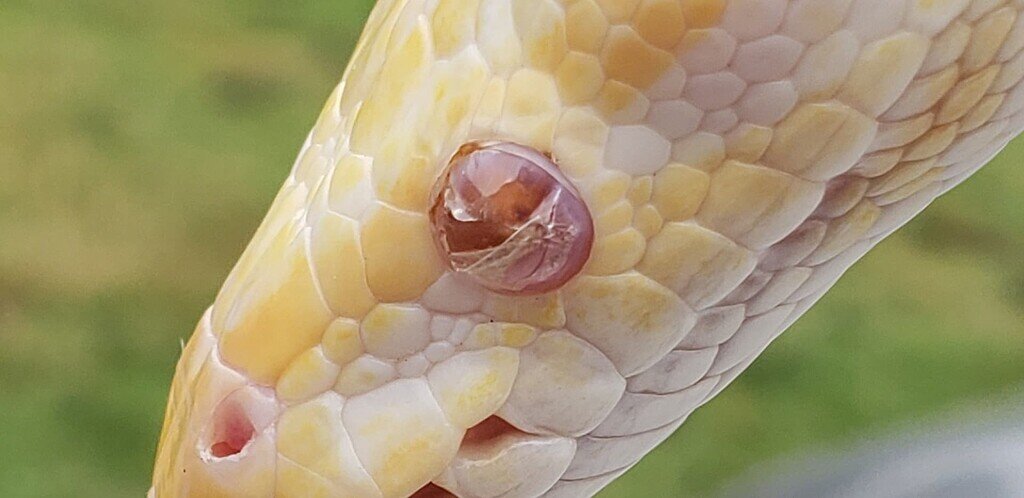 Stuck eye cap - Ball Pythons - MorphMarket Reptile Community
