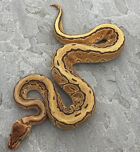 Russo Het Lustic Orange Dream Pinstripe M (World First) Ball Python by Emperor Pythons