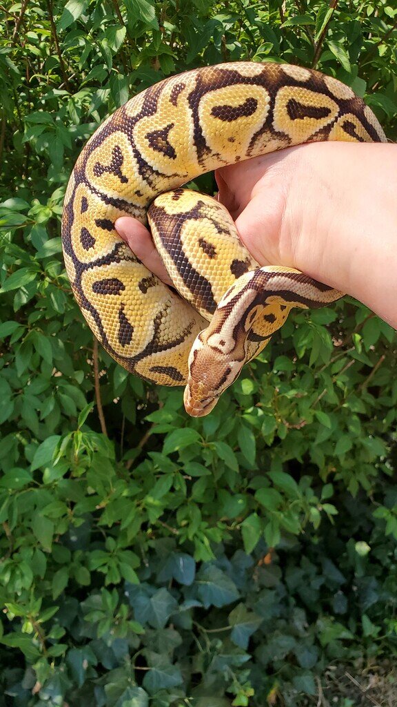 Morph id help on petshop 