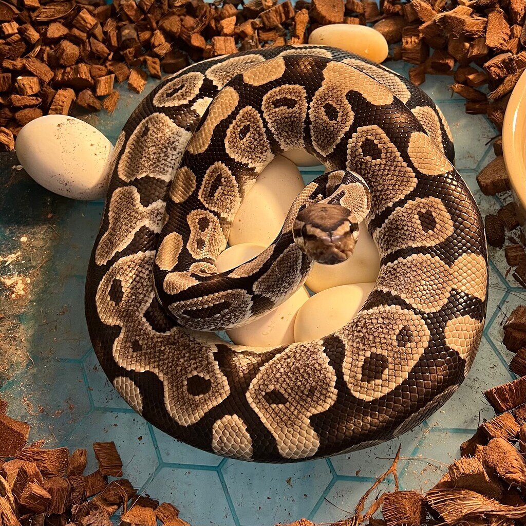 2 & a Poop Clutches today 😍 - Ball Pythons - MorphMarket Reptile Community