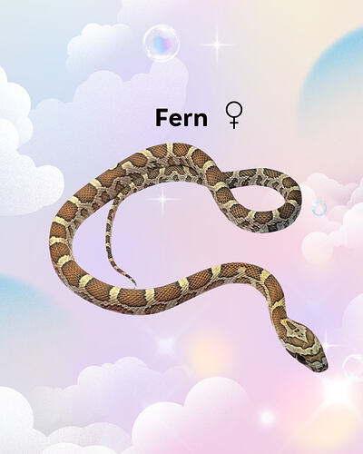 Fern
