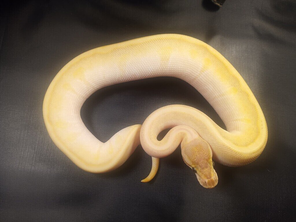 Lemonback Ball Python Morph Not sure whats all in this one - Ball Pythons - MorphMarket Reptile ...