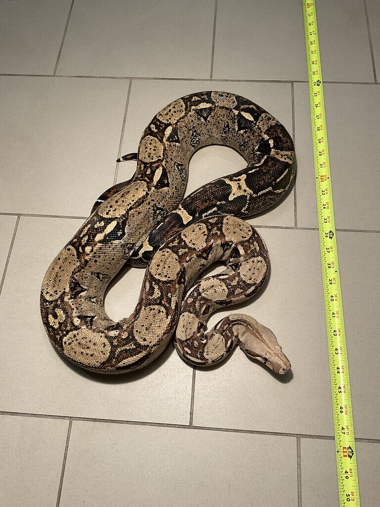 Identification of these two boas - Boas - MorphMarket Reptile Community