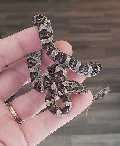 black and gray baby corn snake